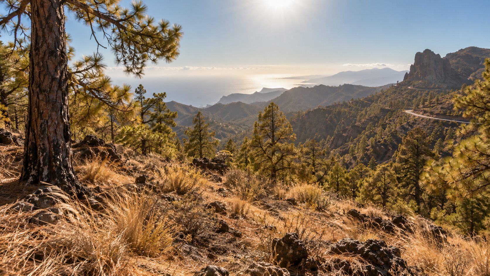 Trockener kanarischer Kiefernwald in vulkanischer Landschaft während großer Hitze